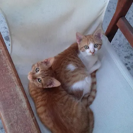 Appartamento Ammos And Mikro